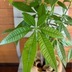 ランキングキーワードに紐づく投稿画像-観葉植物