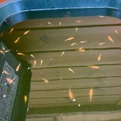 久万楊貴妃媛の稚魚