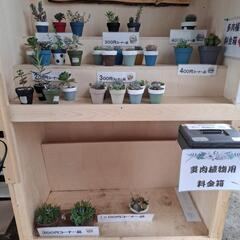 🌵多肉園ひだまり🌵(無人販売所)