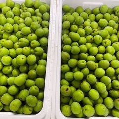本日採れたて✨【無農薬】青梅　2kg