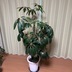 ランキングキーワードに紐づく投稿画像-観葉植物