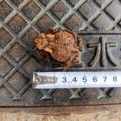 ②小さいヒキガエル！4センチくらい、本州発送可能ですの画像