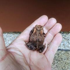 ②小さいヒキガエル！4センチくらい、本州発送可能ですの画像
