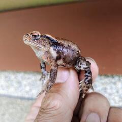②小さいヒキガエル！4センチくらい、本州発送可能ですの画像