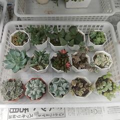 多肉植物 色々販売の画像