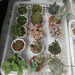 多肉植物 色々販売の画像