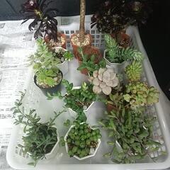 多肉植物 色々販売の画像
