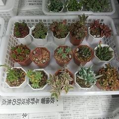 多肉植物 色々販売の画像
