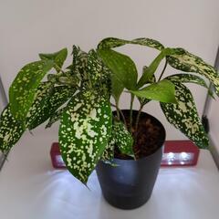 🌱キラキラ葉っぱ🌱値下げしました！おまとめ割引アリ♪