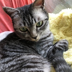 迷い猫探してます！