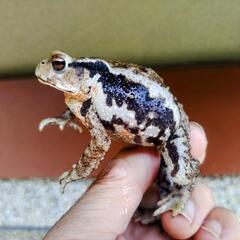 白色入りのヒキガエル！本州発送可能です