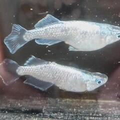 喜喜メダカの画像