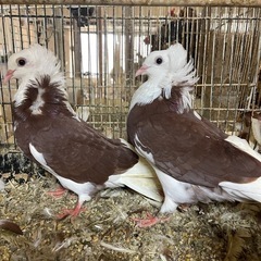 とても綺麗な　ジャコビン鳩　販売しています