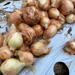 宮古島産　新たまねぎ