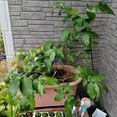 ろうばい2苗鉢無＋おまけ/北区より