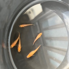 楊貴妃メダカ🐟