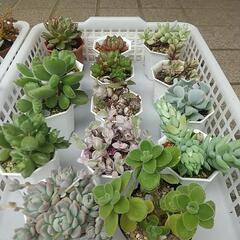 多肉植物 プラ鉢(1つ200円)の画像