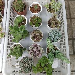 多肉植物 プラ鉢(1つ200円)の画像