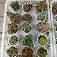多肉植物 プラ鉢(1つ200円)の画像