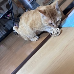 人馴れしてます、茶トラのマック - 青梅市