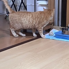 人馴れしてます、茶トラのマック - 猫