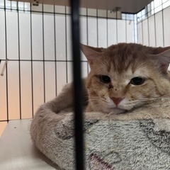 人馴れしてます、茶トラのマック