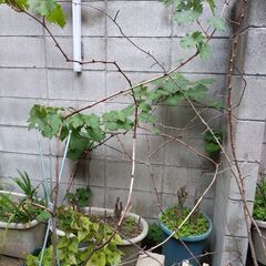 ぶとう　品種不明