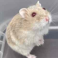 ★ キャンベルハムスター 赤いおめめ 室内 ケージ 飼い