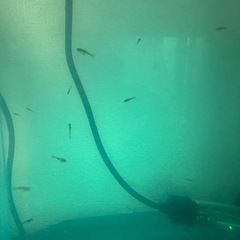 鉄魚　針子　稚魚　金魚の画像