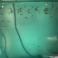 鉄魚　針子　稚魚　金魚の画像