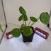 ランキングキーワードに紐づく投稿画像-観葉植物