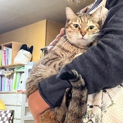 人が好きな美人猫ニコちゃん - 猫