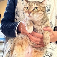 人が好きな美人猫ニコちゃん - 青梅市
