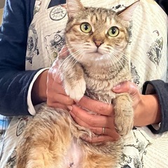 人が好きな美人猫ニコちゃん