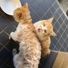 探してます！