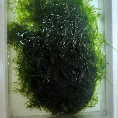 水中葉　南米ウィローモス　水草　無農薬