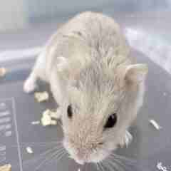 ★ ジャンガリアンハムスター 黒い目 砂色 室内 ケージ 飼い