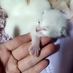 子猫赤ちゃん12日目。はやい方優先夕方か夜に。夜遅くても来られる方優先