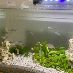 コロンビアレッドフィン熱帯魚
の画像