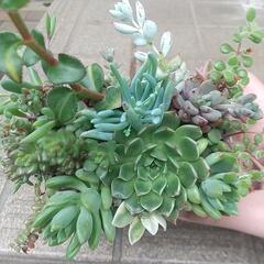多肉寄せ植えの画像