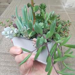 多肉寄せ植えの画像