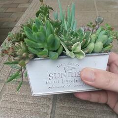 多肉寄せ植えの画像