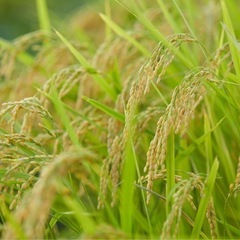 お米
