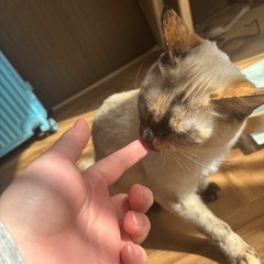推定生後1年半　♀猫　里親募集