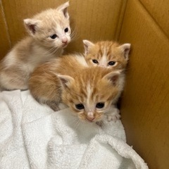 母猫に育児放棄されてしまった子猫です