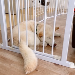 【⠀里親様決まりました】