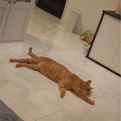 ヤンチャな茶トラのあたる君 - 猫