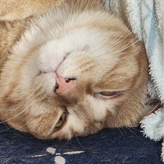ヤンチャな茶トラのあたる君 - 里親募集