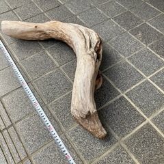 流木　60センチの画像
