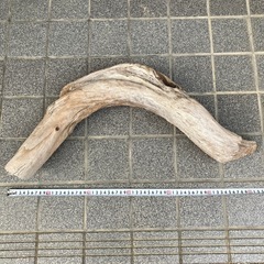 流木　60センチ